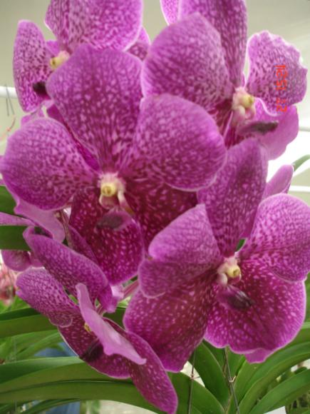 Орхидеи, Тайланд